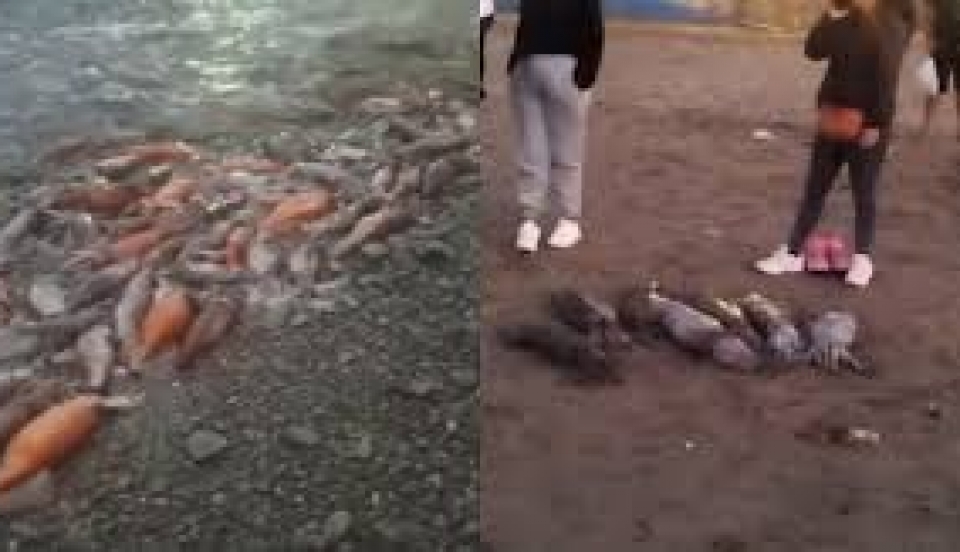 Limay Perú - Portal de Noticias de Lima Norte