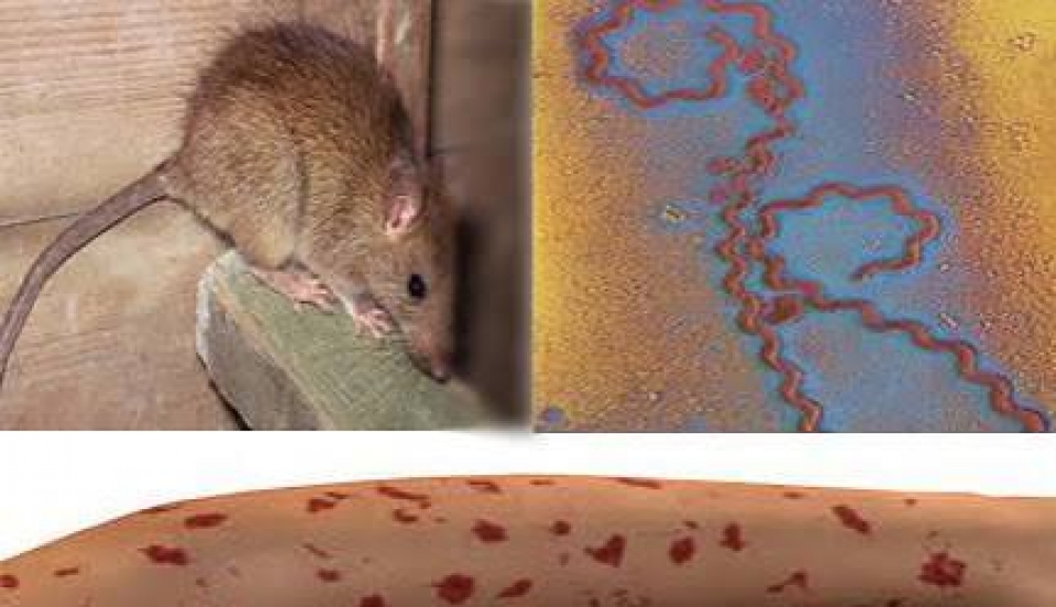 Limay Perú - Portal de Noticias de Lima Norte