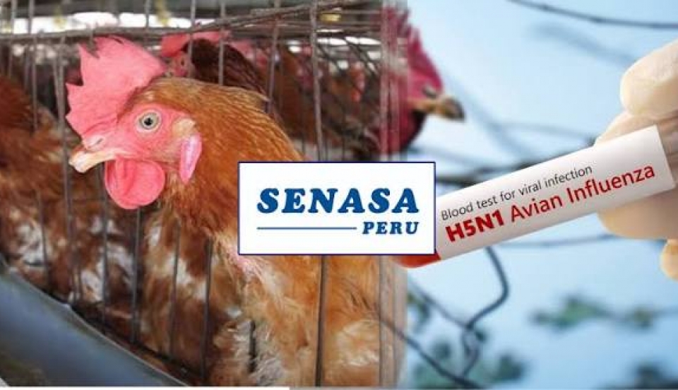 Limay Perú - Portal de Noticias de Lima Norte