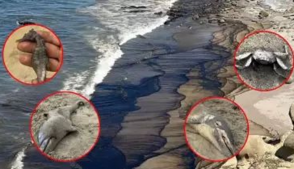 Limay Perú - Portal de Noticias de Lima Norte