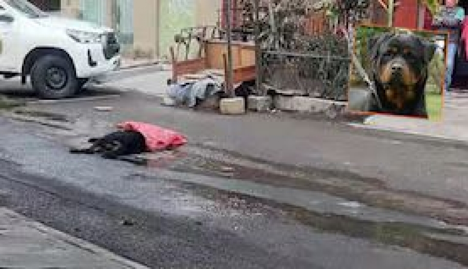 Limay Perú - Portal de Noticias de Lima Norte