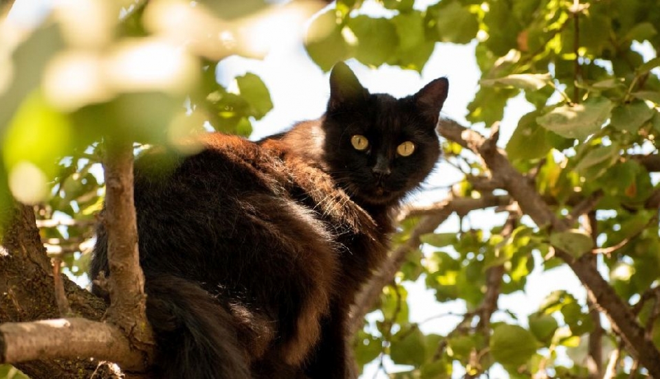 Limay Perú - Portal de Noticias de Lima Norte