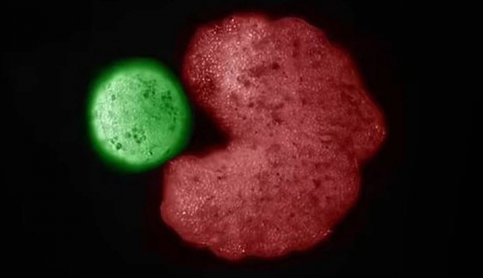 Limay Perú - Portal de Noticias de Lima Norte