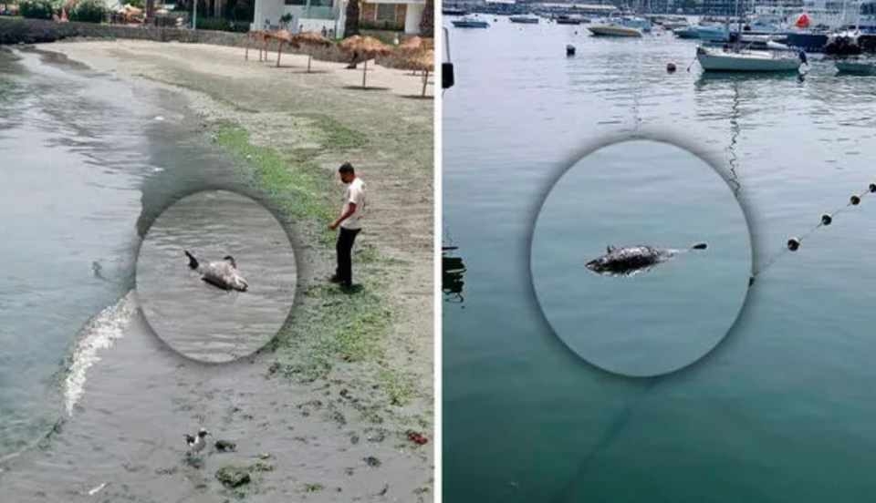 Limay Perú - Portal de Noticias de Lima Norte