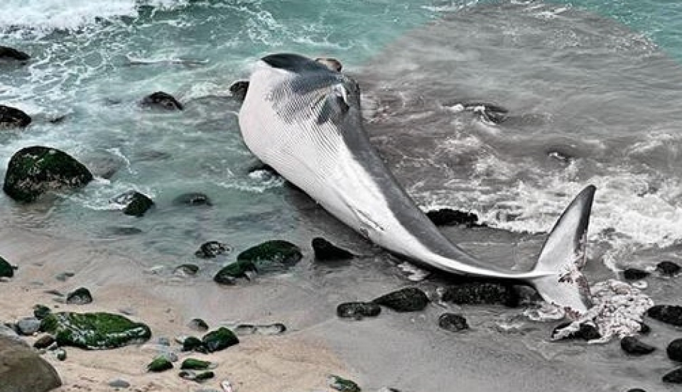 Limay Perú - Portal de Noticias de Lima Norte