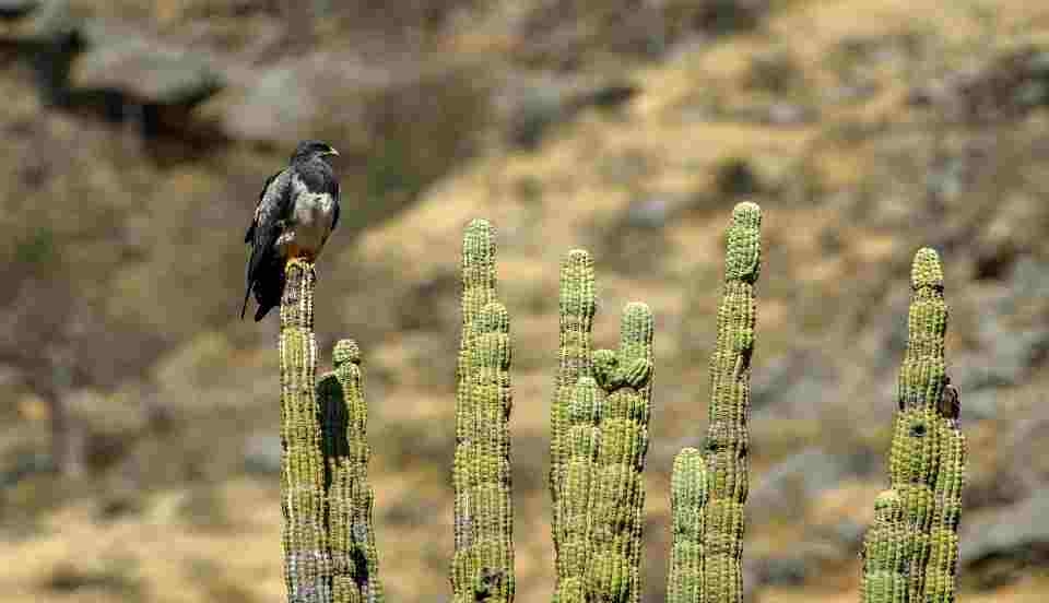 Limay Perú - Portal de Noticias de Lima Norte
