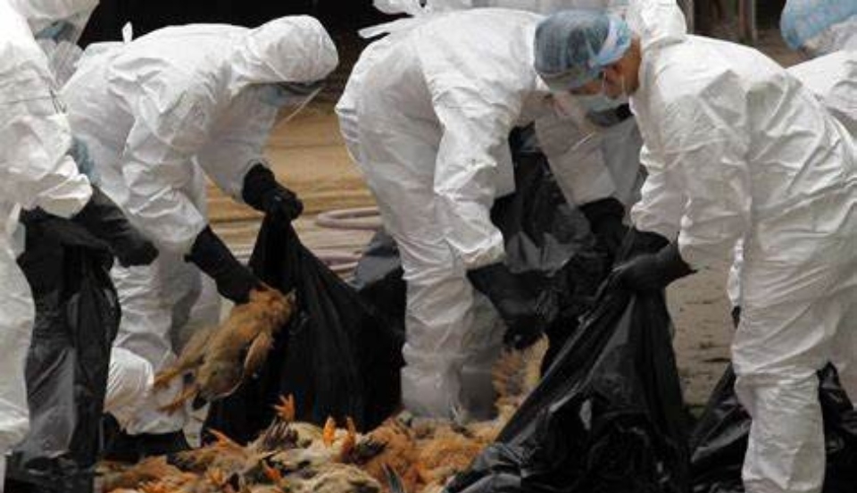 Limay Perú - Portal de Noticias de Lima Norte