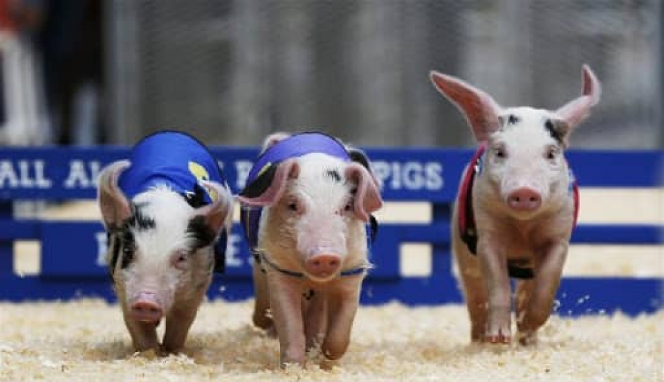 Limay Perú - Portal de Noticias de Lima Norte