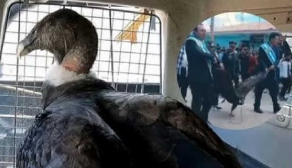 Limay Perú - Portal de Noticias de Lima Norte