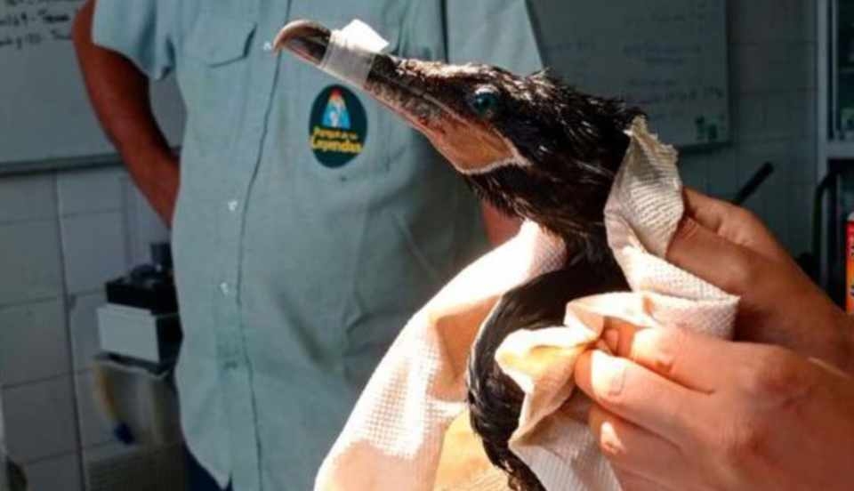 Limay Perú - Portal de Noticias de Lima Norte