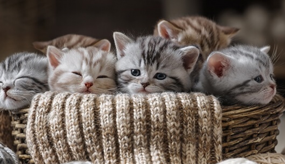 Limay Perú - Portal de Noticias de Lima Norte