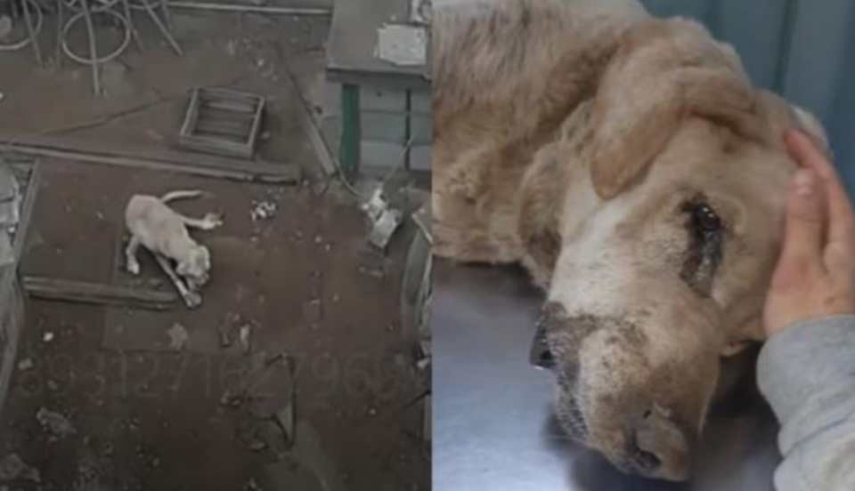 Limay Perú - Portal de Noticias de Lima Norte