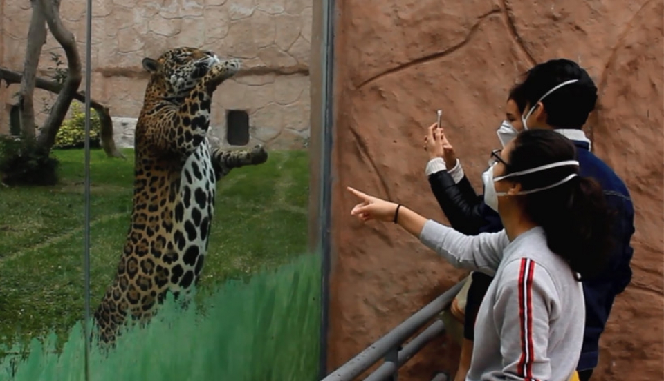 Limay Perú - Portal de Noticias de Lima Norte