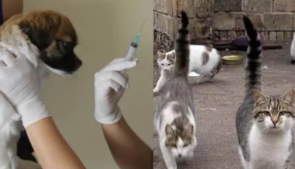 Limay Perú - Portal de Noticias de Lima Norte