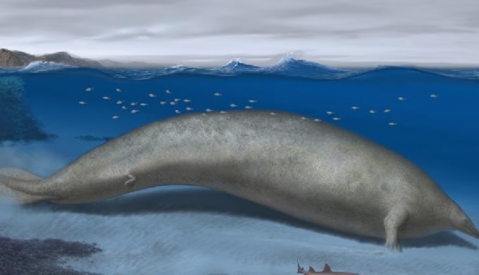 Limay Perú - Portal de Noticias de Lima Norte