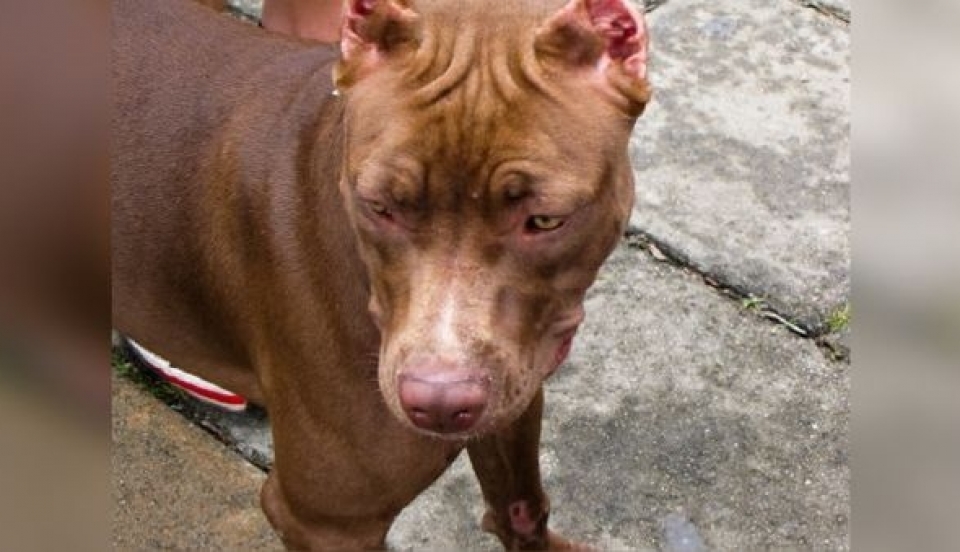 Limay Perú - Portal de Noticias de Lima Norte