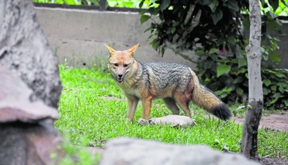 Limay Perú - Portal de Noticias de Lima Norte