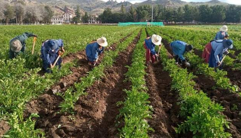 Limay Perú - Portal de Noticias de Lima Norte