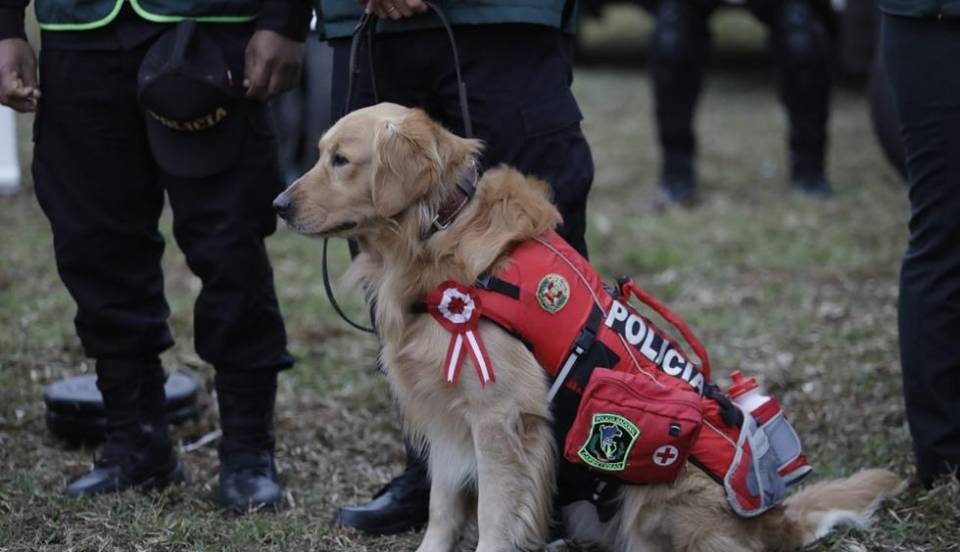 LOS CANES TAMBIÉN PRESENTES 