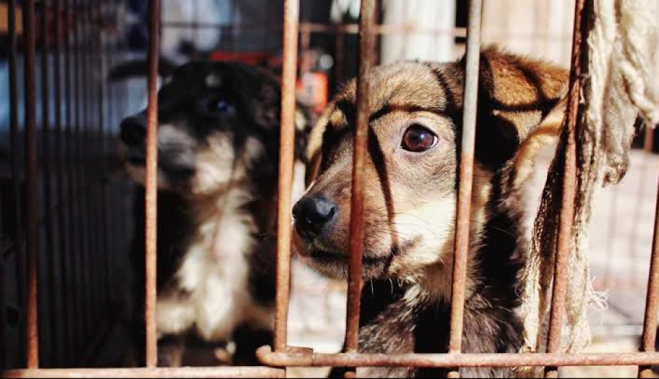 Crueldad contra animales será sancionada en unidades de flagrancia