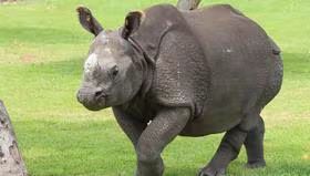 Parque de las leyendas : Llegó rinoceronte hembra desde Bélgica y publicó ya puede visitarla. 