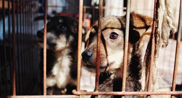 Crueldad contra animales será sancionada en unidades de flagrancia