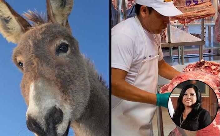 Producción de carne de burro es "limitada" en Perú
