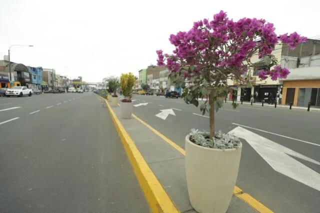 ¿Obras solo para la foto? López Aliaga renueva Av. Perú pero se llevan macetas tras inauguración.