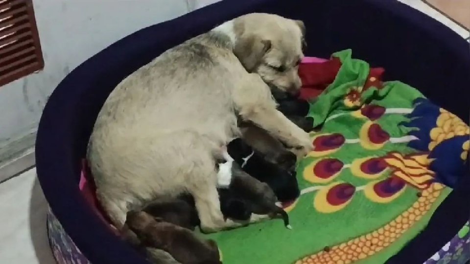 SJL: Perrita que fue enterrada viva dio a luz a 10 cachorros que darán en adopción
