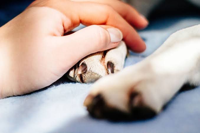 Congresista presenta proyecto de ley para otorgar licencia por fallecimiento de mascotas
