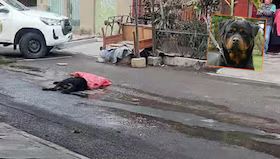 ¿Abuso policial:?Agente mata a rottweiler de dos balazos en San Juan de Lurigancho