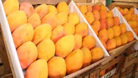 “Catástrofe del mango: 80? la cosecha se pudre mientras el Gobierno no actúa”
