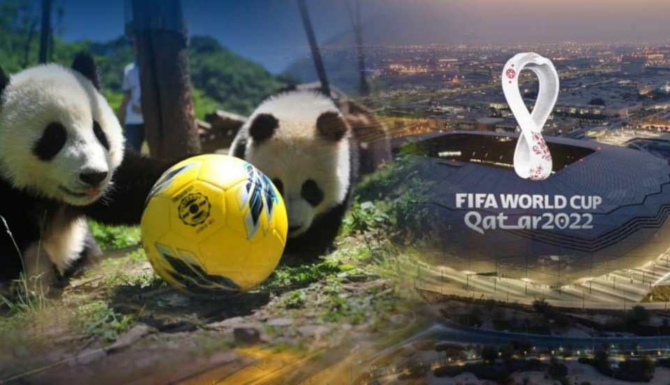 Osos panda predicen resultados en el Mundial Qatar 2022