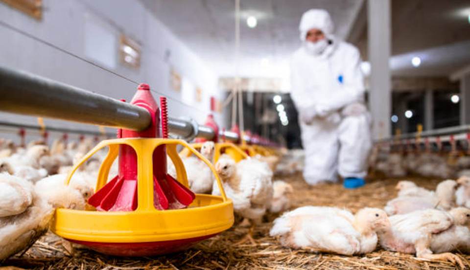 Declaran alerta sanitaria por presencia de Influenza Aviar en Perú