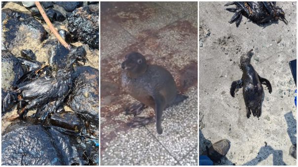 Derrame de petróleo: La mitad de las aves rescatadas murieron