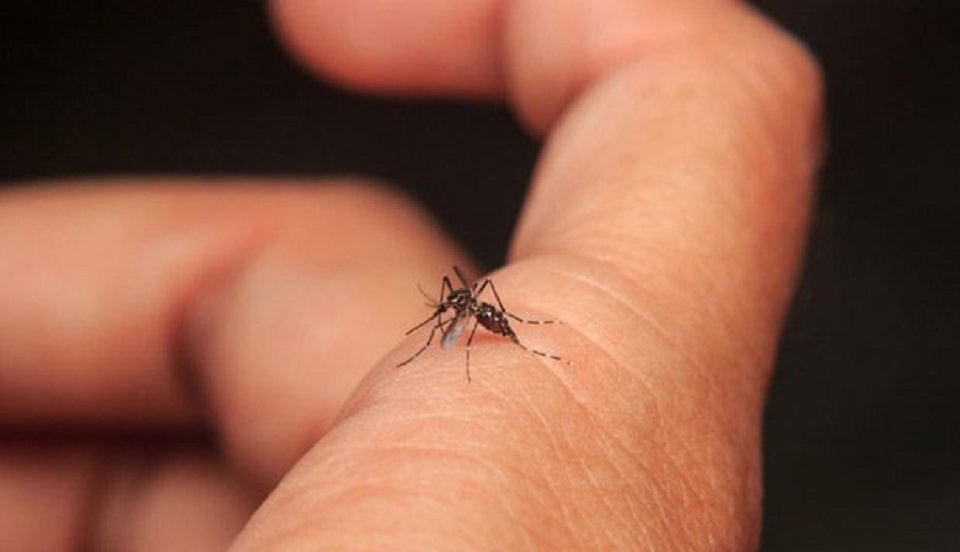 Confirman dos casos de dengue y se sospecha de otros tres en San Juan de Miraflores