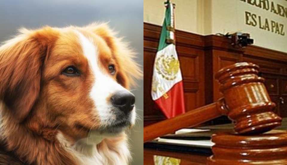 México: Abogado cita a declarar a perro como testigo en plena audiencia