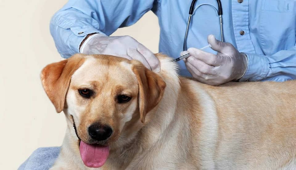 COVID-19: Rusia empezó con la vacunación a mascotas con la Carnivac-Cov