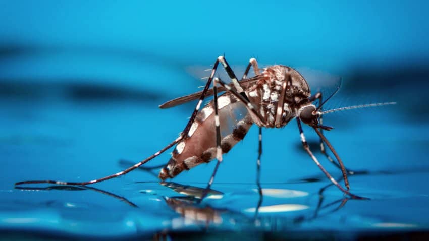 EE.UU.: Liberarán primeros mosquitos transgénicos en Florida para combatir el dengue