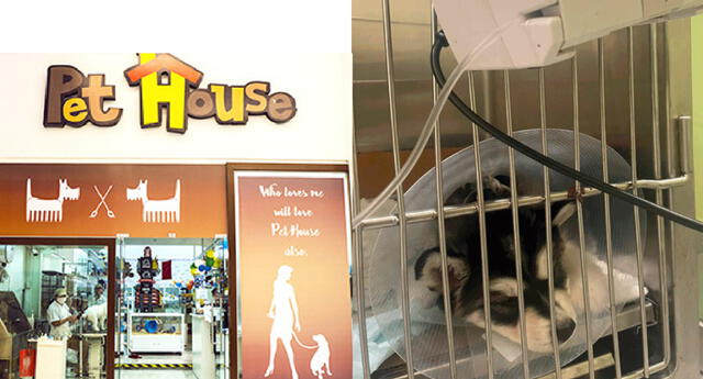 Tienda de mascotas es denunciada por vender perrito con parvovirus