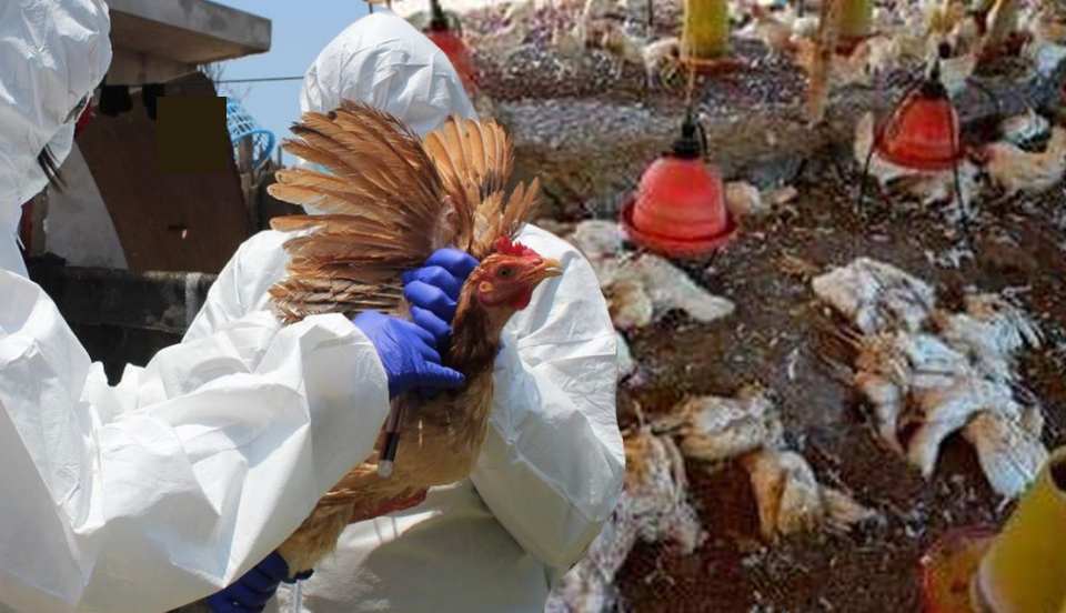 Influenza aviar: Reportan casos en granja comercial de Huacho