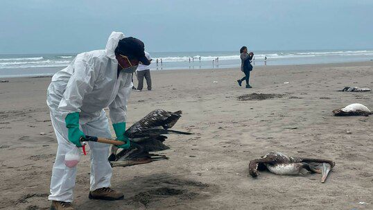 Minsa evaluará hoy el cierre de playas ante casos de gripe aviar