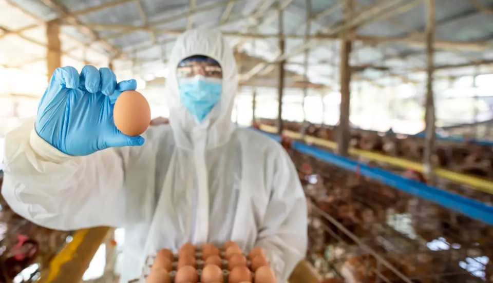 Senasa asegura que no hay riesgo en comer huevo ante la influenza aviar 