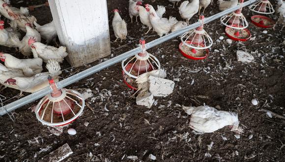 Lambayeque: Reprotan brote de influenza aviar H5N1 en aves de corral 