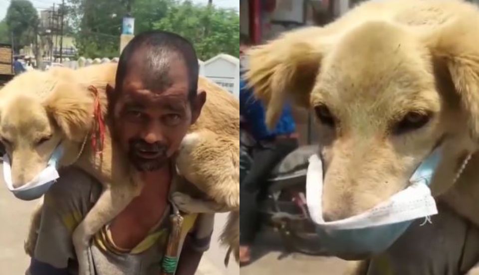 Video Viral: Hombre le pone su mascarilla a su mascota para protegerlo del COVID-19