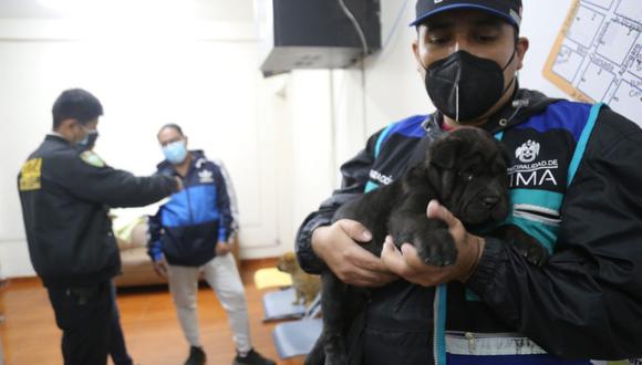 Mesa Redonda: Dos personas fueron multadas con S/4.400 tras vender cachorros 