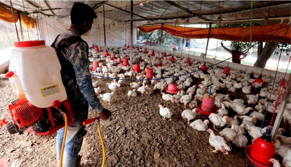Rusia reporta el primer caso de transmisión de cepa H5N8 de gripe aviar al ser humano