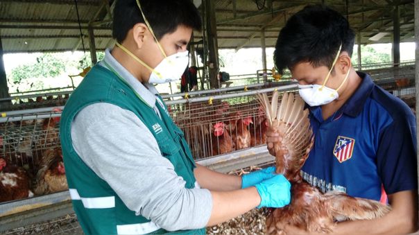 Colegio Médico revela que gripe aviar sí se contagia entre personas
