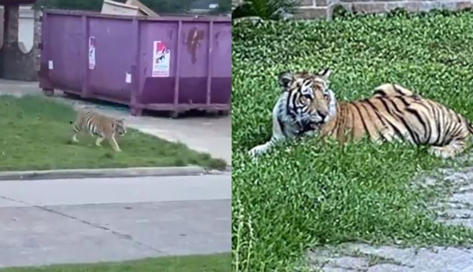 Estados Unidos: Capturan a un tigre de Bengala que deambulaba por un vecindario