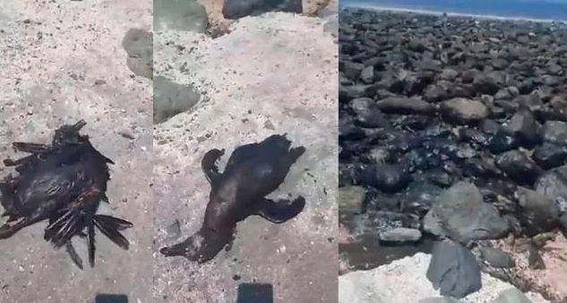 Ventanilla: Reportan decenas de animales muertos tras derrame de petróleo 